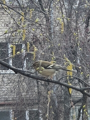 Fringilla coelebs