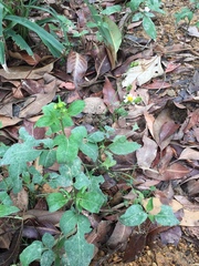 Dichrocephala integrifolia