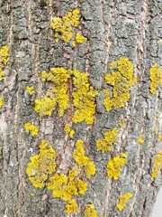 Xanthoria parietina