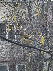 Fringilla coelebs