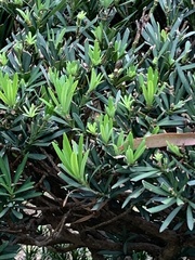 Podocarpus costalis