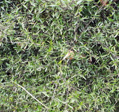 Coprosma linariifolia