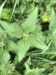 Urtica dioica