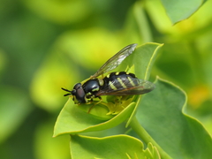 Chrysotoxum intermedium