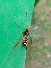 Ctenophora flaveolata