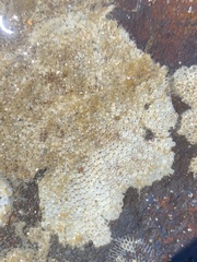 Schizoporella unicornis