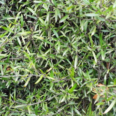 Coprosma linariifolia