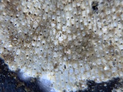 Schizoporella unicornis