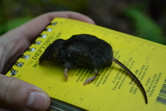 Sorex fumeus