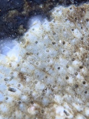 Schizoporella unicornis