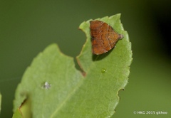 Choreutis achyrodes