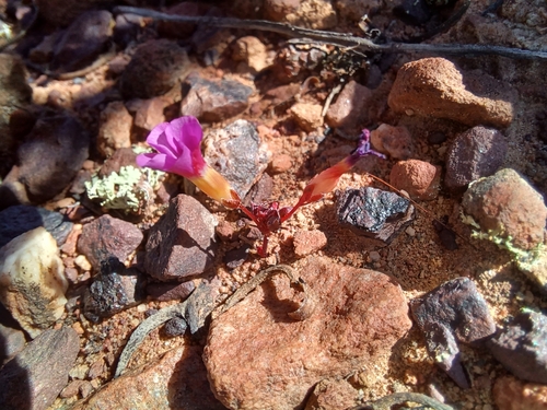 Image of Oxalis leptogramma by (c) Danie Palm, some rights reserved (CC BY)
