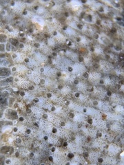 Schizoporella unicornis