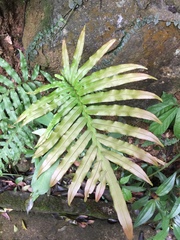 Pteris multifida
