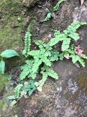 Adiantum flabellulatum