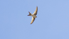 Aeronautes andecolus