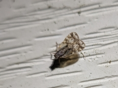 Bothriocera drakei