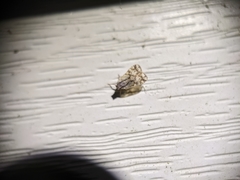 Bothriocera drakei