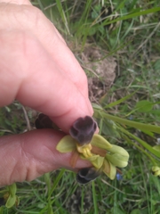 Ophrys fusca