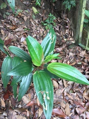 Miconia bicolor