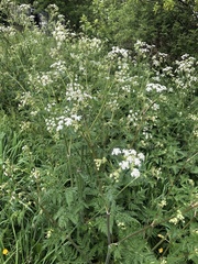 Anthriscus sylvestris