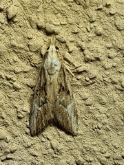 Nola paroxynta