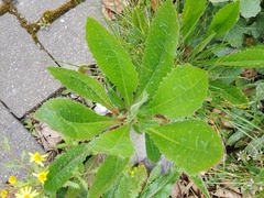 Magnoliopsida