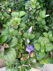 Barleria obtusa