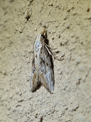 Nola paroxynta