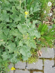 Brassicaceae