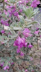 Leucophyllum frutescens