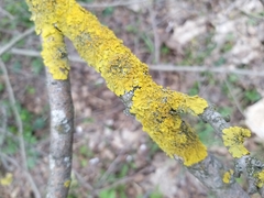 Xanthoria parietina