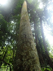 Dipterocarpaceae