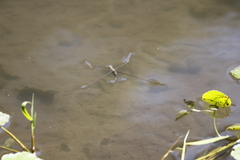 Aquarius elongatus