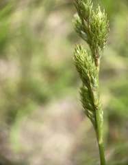 Carex vexans