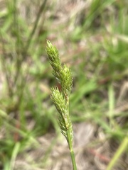 Carex vexans
