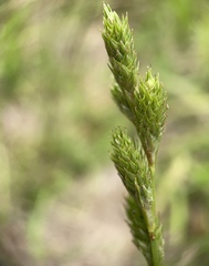 Carex vexans