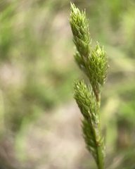 Carex vexans