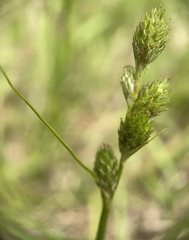 Carex vexans