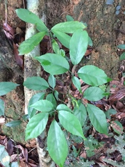 Causonis corniculata