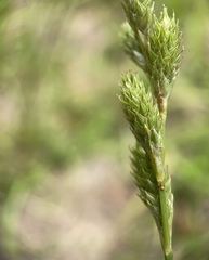 Carex vexans