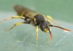 Nomada succincta