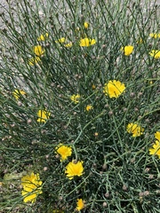 Launaea lanifera