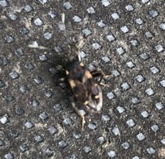 Eremocoris podagricus