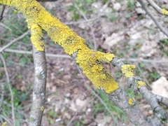 Xanthoria parietina