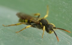 Nomada succincta