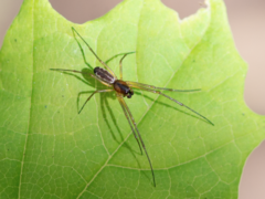 Neriene peltata