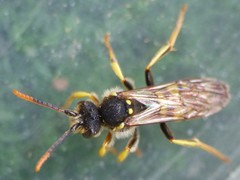 Nomada succincta