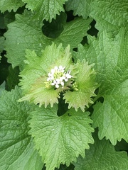 Alliaria petiolata