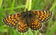 Melitaea athalia